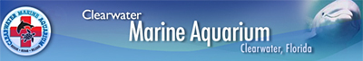 clearwater marine aquarium tickets